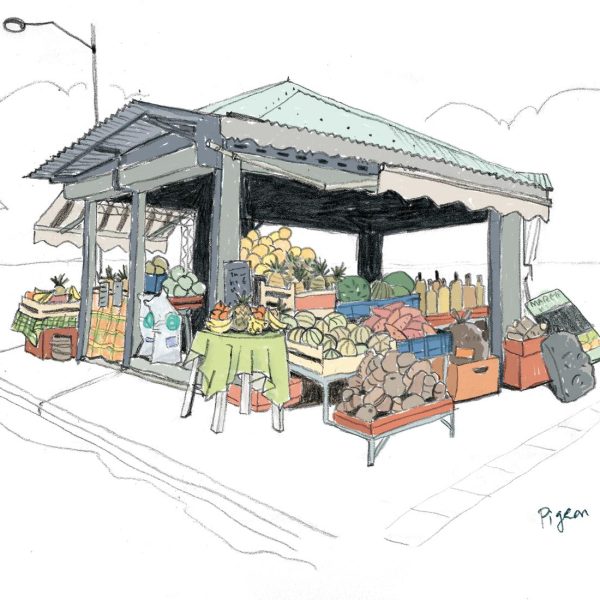 Illustration Guadeloupe Pigeon