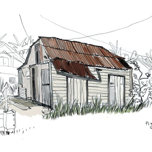 Illustration Guadeloupe Pigeon 2